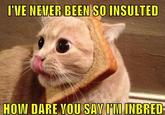Cat Breading