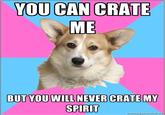 Critical Feminist Corgi