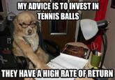 Financial Advice Dog