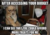 Financial Advice Dog