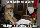 Financial Advice Dog