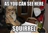 Financial Advice Dog