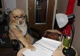 Financial Advice Dog