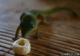 Geckosandcheerios