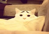 Eyebrow Cat