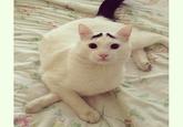 Eyebrow Cat