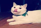 Eyebrow Cat