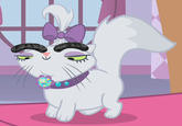 Eyebrow Cat