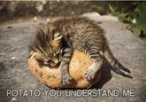 Cute Animals