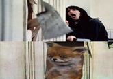 Stoned Fox (Упоротая лиса)