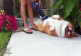 Dogs