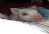 Chris P. Bacon