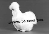 Peyton's Fluffy Chicken