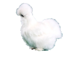 Peyton's Fluffy Chicken