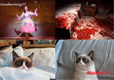 Grumpy Cat