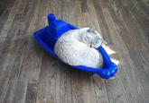 I Should Buy a Boat Cat