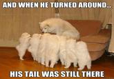 Storytelling Dog