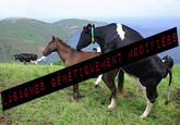2013 Horse Meat Scandal