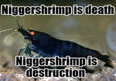 Nigger Shrimp