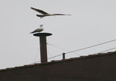 Sistine Seagull