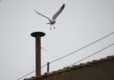 Sistine Seagull