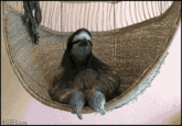 Sloths