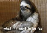 Sloths