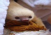 Sloths
