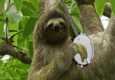 Sloths