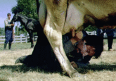 Milking