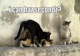 LOLcats