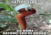 Go Home, You Are Drunk