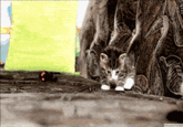 Do A Barrel Roll