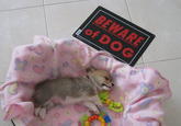 Dogs