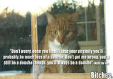 Mylo the Cat