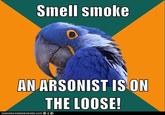 Paranoid Parrot