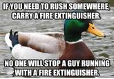 Actual Advice Mallard