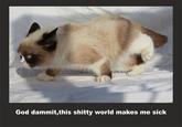 Grumpy Cat