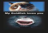 Grumpy Cat