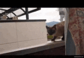 Grumpy Cat