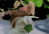 Om Nom Nom Nom