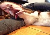Dogs