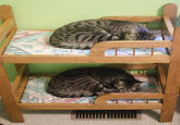 Cats