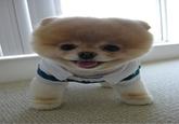 Cute Animals