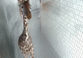 Cute Animals