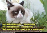 Grumpy Cat
