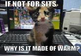 Cats