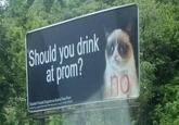 Grumpy Cat