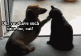 LOLcats