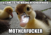 You Came to the Wrong Neighborhood